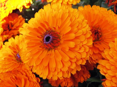 calendula-officinalis